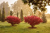 JOHN MASSEY GARDEN, ASHWOOD NURSERIES, WORCESTERSHIRE: SEPTEMBER, ARBOORETUM, EUONYMUS ALATUS RUDY HAAG