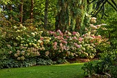 JOHN MASSEY GARDEN, ASHWOOD NURSERIES, WORCESTERSHIRE: SEPTEMBER, BORDER, HYDRANGEA PANICULATA LIMELIGHT, VANILLA FRAISE, LITTLE LIME, PHANTON