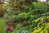 JOHN MASSEY GARDEN, ASHWOOD NURSERIES, WORCESTERSHIRE: SEPTEMBER, THE CHRISTO BED, FOLIAGE, LEAVES, FUCHSIA