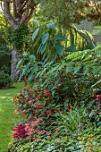 JOHN MASSEY GARDEN, ASHWOOD NURSERIES, WORCESTERSHIRE: SEPTEMBER, THE CHRISTO BED, FOLIAGE, LEAVES, FUCHSIA