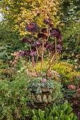 JOHN MASSEY GARDEN, ASHWOOD NURSERIES, WORCESTERSHIRE: SEPTEMBER, BORDER, CONTAINER PLANTED WITH AEONIUM ZWARTKOP, SCHWARZKOPF