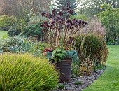 JOHN MASSEY GARDEN, ASHWOOD NURSERIES, WORCESTERSHIRE: SEPTEMBER, BORDER, LAWN, GRASSES, CONTAINER PLANTED WITH AEONIUM ZWARTKOP, SCHWARZKOPF