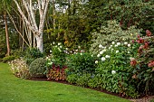 JOHN MASSEY GARDEN, ASHWOOD NURSERIES, WORCESTERSHIRE: SEPTEMBER, BORDER, LAWN, DAHLIAS, BIRCH, BETULA