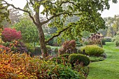 JOHN MASSEY GARDEN, ASHWOOD NURSERIES, WORCESTERSHIRE: SEPTEMBER, LAWN, BORDER, GRAVEL, DECK, DECKING, SLATE, CONTAINERS, MAPLES, GRASSSES, CONTAINER WITH AEONIUM ZWARTKOP