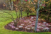 JOHN MASSEY GARDEN, ASHWOOD NURSERIES, WORCESTERSHIRE: SEPTEMBER: PINK, WHITE FLOWERS, BLOOMS OF CYCLAMEN HEDERIFOLIUM
