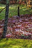 JOHN MASSEY GARDEN, ASHWOOD NURSERIES, WORCESTERSHIRE: SEPTEMBER: PINK, WHITE FLOWERS, BLOOMS OF CYCLAMEN HEDERIFOLIUM