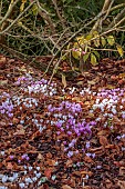 JOHN MASSEY GARDEN, ASHWOOD NURSERIES, WORCESTERSHIRE: SEPTEMBER: PINK, WHITE FLOWERS, BLOOMS OF CYCLAMEN HEDERIFOLIUM