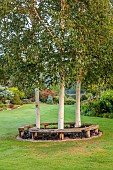 JOHN MASSEY GARDEN, ASHWOOD NURSERIES, WORCESTERSHIRE: SEPTEMBER: LAWN, CURVED BENCH SEATS AROUND BIRCH TREES, BETULA NIGRA HERITAGE