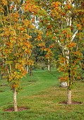 JOHN MASSEY GARDEN, ASHWOOD NURSERIES, WORCESTERSHIRE: SEPTEMBER: ORANGE BERRIES OF SORBUS AUTUMN SPIRE, BERRIES, MOUNTAIN ASH, TREES
