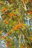 JOHN MASSEY GARDEN, ASHWOOD NURSERIES, WORCESTERSHIRE: SEPTEMBER: ORANGE BERRIES OF SORBUS AUTUMN SPIRE, BERRIES, MOUNTAIN ASH, TREES