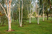 JOHN MASSEY GARDEN, ASHWOOD NURSERIES, WORCESTERSHIRE: SEPTEMBER, WHITE BARK, STEMS, TRUNKS OF BIRCH TREES, BETULA UTILIS DOORENBOS