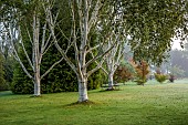 JOHN MASSEY GARDEN, ASHWOOD NURSERIES, WORCESTERSHIRE: SEPTEMBER, WHITE BARK, STEMS, TRUNKS OF BIRCH TREES, BETULA UTILIS DOORENBOS