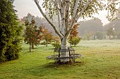 JOHN MASSEY GARDEN, ASHWOOD NURSERIES, WORCESTERSHIRE: SEPTEMBER, WHITE BARK, STEMS, TRUNKS OF BIRCH TREES, BETULA UTILIS DOORENBOS, METAL TREE SEAT