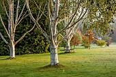 JOHN MASSEY GARDEN, ASHWOOD NURSERIES, WORCESTERSHIRE: SEPTEMBER, WHITE BARK, STEMS, TRUNKS OF BIRCH TREES, BETULA UTILIS DOORENBOS