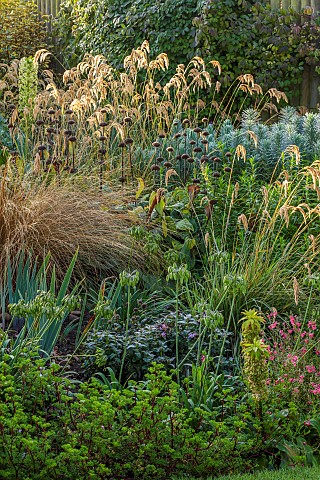 JOHN_MASSEY_GARDEN_ASHWOOD_NURSERIES_WORCESTERSHIRE_SEPTEMBER_BORDER_ORNAMENTAL_GRASSES_CALAMAGROSTI