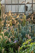 JOHN MASSEY GARDEN, ASHWOOD NURSERIES, WORCESTERSHIRE: SEPTEMBER, BORDER, ORNAMENTAL GRASSES, CALAMAGROSTIS EMODENSIS, EUPHORBIA