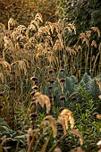 JOHN MASSEY GARDEN, ASHWOOD NURSERIES, WORCESTERSHIRE: SEPTEMBER, BORDER, ORNAMENTAL GRASSES, CALAMAGROSTIS EMODENSIS, EUPHORBIA, PHLOMIS
