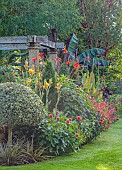 JOHN MASSEY GARDEN, ASHWOOD NURSERIES, WORCESTERSHIRE: SEPTEMBER: LAWN, TROPICAL BORDER, CANNA TROPICANA BLACK, DAHLIA, SALVIA CONFERTIFLORA, SALVIA OXYPHORA