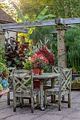JOHN MASSEY GARDEN, ASHWOOD NURSERIES, WORCESTERSHIRE: SEPTEMBER, PATIO, WOODEN TABLE, CHAIRS, PERGOLA, TERRACE, TERRACOTTA CONTAINERS ON TABLEPLANTED WITH PELARGONIUMS