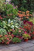 JOHN MASSEY GARDEN, ASHWOOD NURSERIES, WORCESTERSHIRE: SEPTEMBER, PATIO, TERRACE, TERRACOTTA CONTAINERS PLANTED WITH HOSTAS, PELARGONIUMS, ALSTROEMERIA INDIAN SUMMER