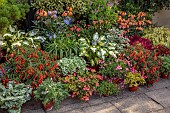 JOHN MASSEY GARDEN, ASHWOOD NURSERIES, WORCESTERSHIRE: SEPTEMBER, PATIO, TERRACE, TERRACOTTA CONTAINERS PLANTED WITH HOSTAS, PELARGONIUMS, ALSTROEMERIA INDIAN SUMMER