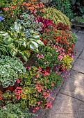 JOHN MASSEY GARDEN, ASHWOOD NURSERIES, WORCESTERSHIRE: SEPTEMBER, PATIO, TERRACE, TERRACOTTA CONTAINERS PLANTED WITH HOSTAS, PELARGONIUMS, ALSTROEMERIA INDIAN SUMMER