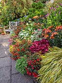 JOHN MASSEY GARDEN, ASHWOOD NURSERIES, WORCESTERSHIRE: SEPTEMBER, PATIO, TERRACE, TERRACOTTA CONTAINERS PLANTED WITH HOSTAS, PELARGONIUMS, ALSTROEMERIA INDIAN SUMMER, WOODEN CHAIR
