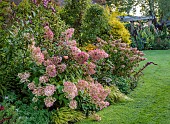 JOHN MASSEY GARDEN, ASHWOOD NURSERIES, WORCESTERSHIRE: SEPTEMBER, PINK FLOWERS, BLOOMS OF HYDRANGEA PANICULATA ANGELS BLUSH, SHRUBS