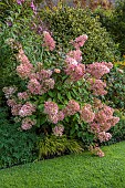JOHN MASSEY GARDEN, ASHWOOD NURSERIES, WORCESTERSHIRE: SEPTEMBER, PINK FLOWERS, BLOOMS OF HYDRANGEA PANICULATA ANGELS BLUSH, SHRUBS