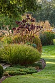 JOHN MASSEY GARDEN, ASHWOOD NURSERIES, WORCESTERSHIRE: SEPTEMBER, BORDER, LAWN, GRASSES, CONTAINER PLANTED WITH AEONIUM ZWARTKOP, SCHWARZKOPF
