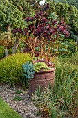 JOHN MASSEY GARDEN, ASHWOOD NURSERIES, WORCESTERSHIRE: SEPTEMBER, BORDER, LAWN, GRASSES, CONTAINER PLANTED WITH AEONIUM ZWARTKOP, SCHWARZKOPF, SUCCULENTS
