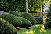 JOHN MASSEY GARDEN, ASHWOOD NURSERIES, WORCESTERSHIRE: SEPTEMBER, FENCE, FENCING, CLIPPED TOPIARY YEW, BETULA, BIRCH TREES