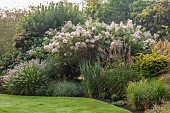 JOHN MASSEY GARDEN, ASHWOOD NURSERIES, WORCESTERSHIRE: SEPTEMBER, BORDER, SHRUBS, FLOWERS, BLOOMS OF COTINUS COGGYGRIA YOUNG LADY, SMOKE BUSH