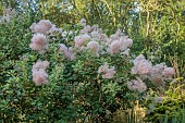 JOHN MASSEY GARDEN, ASHWOOD NURSERIES, WORCESTERSHIRE: SEPTEMBER, BORDER, SHRUBS, FLOWERS, BLOOMS OF COTINUS COGGYGRIA YOUNG LADY, SMOKE BUSH