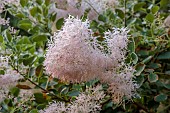 JOHN MASSEY GARDEN, ASHWOOD NURSERIES, WORCESTERSHIRE: SEPTEMBER, BORDER, SHRUBS, FLOWERS, BLOOMS OF COTINUS COGGYGRIA YOUNG LADY, SMOKE BUSH
