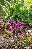 JOHN MASSEY GARDEN, ASHWOOD NURSERIES, WORCESTERSHIRE: SEPTEMBER, SHADE, SHADY, FERNS, CYCLAMEN HEDERIFOLIUM