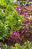 JOHN MASSEY GARDEN, ASHWOOD NURSERIES, WORCESTERSHIRE: SEPTEMBER, SHADE, SHADY, FERNS, CYCLAMEN HEDERIFOLIUM
