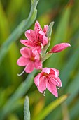 JOHN MASSEY GARDEN, ASHWOOD NURSERIES, WORCESTERSHIRE: SEPTEMBER, PINK FLOWERS, BLOOMS OF HESPERANTHA COCCINEA MAIDENS BLUSH, SCHIZOSTYLIS. PERENNIALS