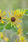 JOHN MASSEY GARDEN, ASHWOOD NURSERIES, WORCESTERSHIRE: SEPTEMBER, YELLOW FLOWERS, BLOOMS OF RUDBECKIA SUBMENTOSA HENRY EILERS, CONEFLOWER
