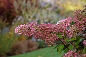 JOHN MASSEY GARDEN, ASHWOOD NURSERIES, WORCESTERSHIRE: SEPTEMBER, PINK FLOWERS, BLOOMS OF HYDRANGEA PANICULATA ANGELS BLUSH, SHRUBS