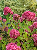 JOHN MASSEY GARDEN, ASHWOOD NURSERIES, WORCESTERSHIRE: SEPTEMBER, PINK FLOWERS, BLOOMS OF HYDRANGEA PANICULATA