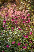 JOHN MASSEY GARDEN, ASHWOOD NURSERIES, WORCESTERSHIRE: SEPTEMBER: PINK FLOWERS, BLOOMS OF SALVIA MICROPHYLLA CERRO POTOSI, SCENT, SCENTED, FRAGRANT, SAGES