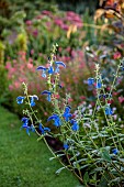 JOHN MASSEY GARDEN, ASHWOOD NURSERIES, WORCESTERSHIRE: SEPTEMBER, BLUE FLOWERS, BLOOMS OF SAGE, SALVIA PATENS GIANT FORM, SCENT, SCENTED, FRAGRANT