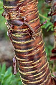 JOHN MASSEY GARDEN, ASHWOOD NURSERIES, WORCESTERSHIRE: SEPTEMBER, BARK, TRUNK OF PRUNUS RUFA CAMBRIDGE FORM, CHERRY TREE