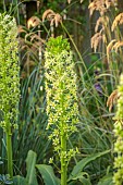 JOHN MASSEY GARDEN, ASHWOOD NURSERIES, WORCESTERSHIRE: SEPTEMBER; LIME GREEN FLOWERS, FOLIAGE OF EUCOMIS PALLIDIFLORA SUBSP POLE-EVANSII, PIEAPPLE LILIES