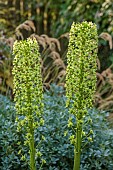 JOHN MASSEY GARDEN, ASHWOOD NURSERIES, WORCESTERSHIRE: SEPTEMBER; LIME GREEN FLOWERS, FOLIAGE OF EUCOMIS PALLIDIFLORA SUBSP POLE-EVANSII, PIEAPPLE LILIES