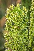 JOHN MASSEY GARDEN, ASHWOOD NURSERIES, WORCESTERSHIRE: SEPTEMBER; LIME GREEN FLOWERS, FOLIAGE OF EUCOMIS PALLIDIFLORA SUBSP POLE-EVANSII, PIEAPPLE LILIES