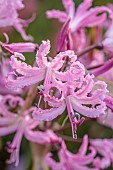 JOHN MASSEY GARDEN, ASHWOOD NURSERIES, WORCESTERSHIRE: SEPTEMBER, PINK FLOWERS, BLOOMS OF NERINE BOWDENII JOHN CRISP, BULBS