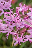 JOHN MASSEY GARDEN, ASHWOOD NURSERIES, WORCESTERSHIRE: SEPTEMBER, PINK FLOWERS, BLOOMS OF NERINE BOWDENII JOHN CRISP, BULBS