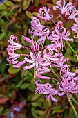 JOHN MASSEY GARDEN, ASHWOOD NURSERIES, WORCESTERSHIRE: SEPTEMBER, PINK FLOWERS, BLOOMS OF NERINE BOWDENII JOHN CRISP, BULBS